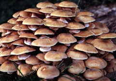 tan popinki mushroom