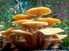 yellow popinki mushroom